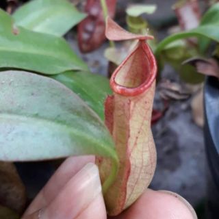 Cây nắp ấm size nhỏ