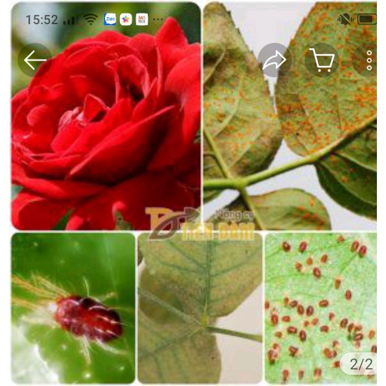 CHẾ PHẨM  VUA (đặc trị: rệp sáp, nhện đỏ,trĩ)