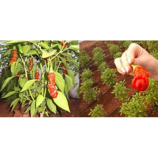 Hạt Giống Ớt Peter - 5 Hạt / Gói ( Hàng Loại 1 )