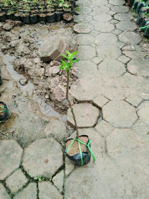 CÂY GIỐNG TÁO ĐỎ NHẬP KHẨU NGUYÊN CÂY