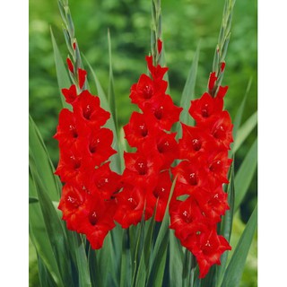 combo 10 củ giống hoa lay ơn đỏ