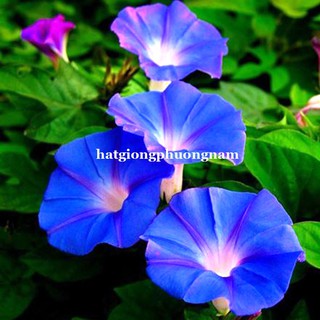 HẠT GIỐNG HOA DÂY LEO BÌM BÌM XANH