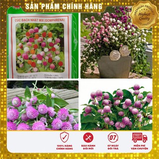 Bộ gói hạt giống Cúc bách nhật