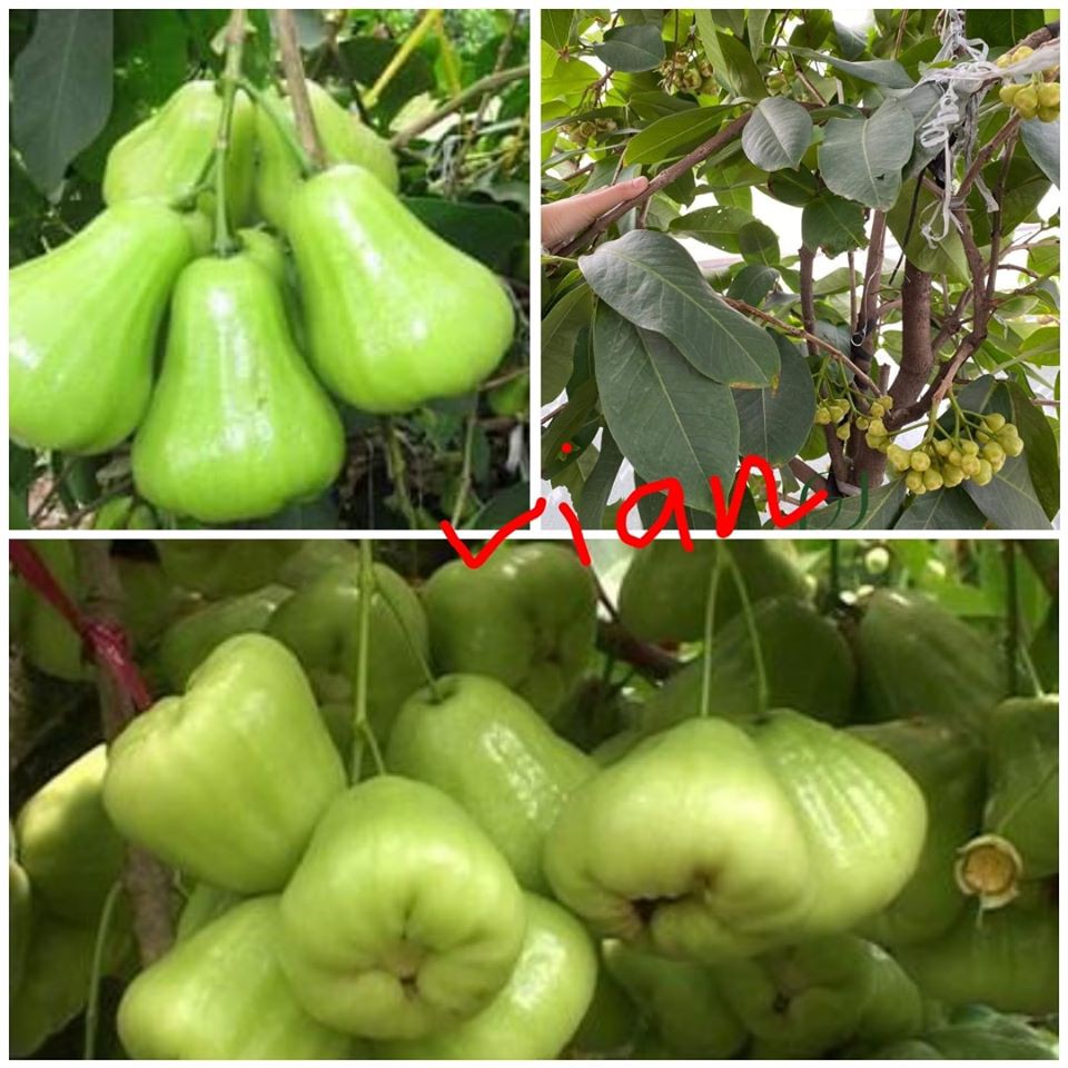 GIỐNG MẬN XANH ĐƯỜNG