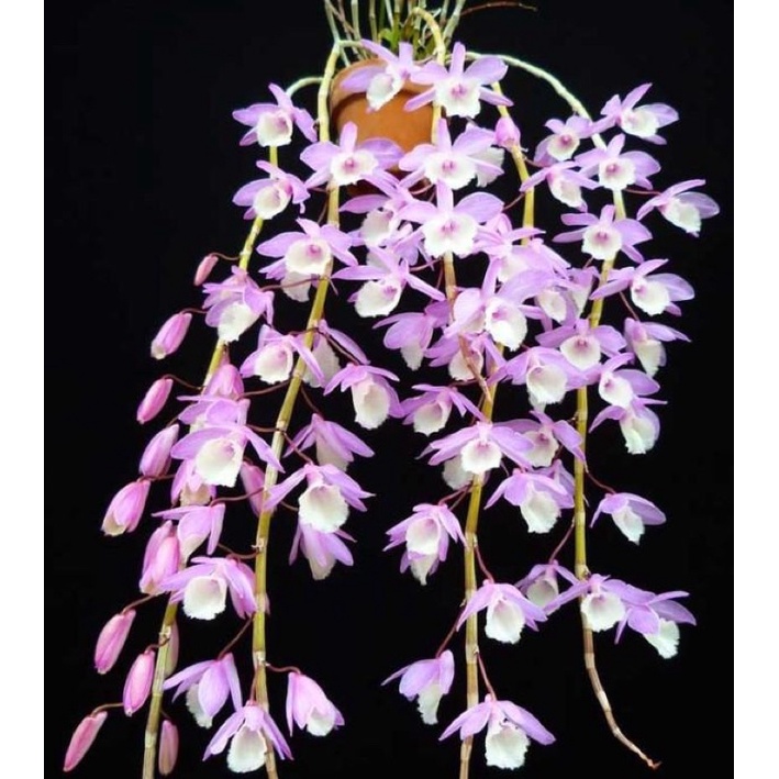 🍀HÀNG ĐẸP🍀Hoa Lan hạc vỹ hoa tết(1 khóm dài 60-80cm)