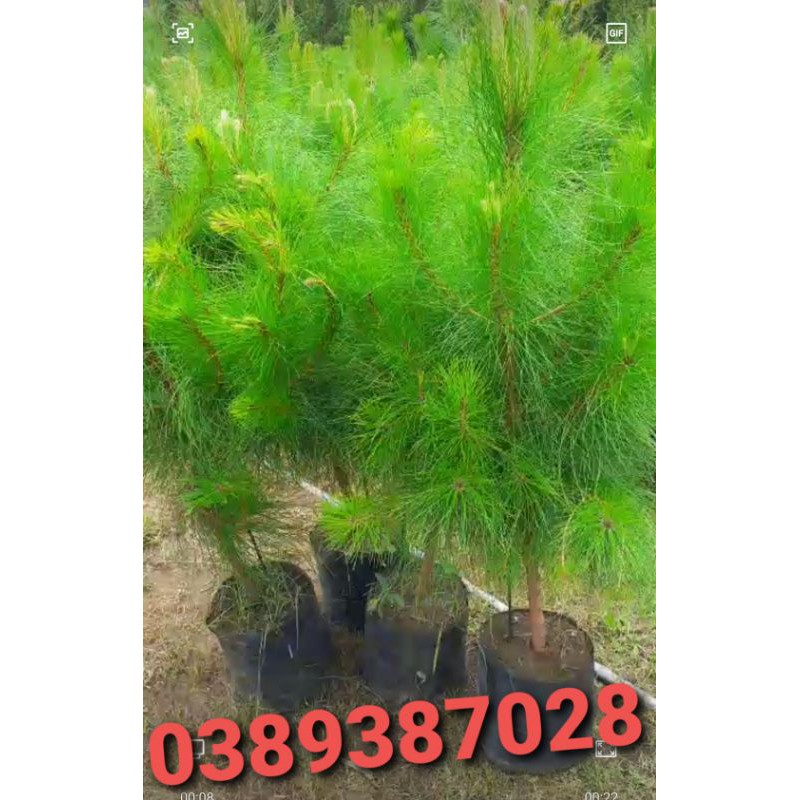 Cây thông đà lạt cao 1m đến 1m50.tán bự y như hình