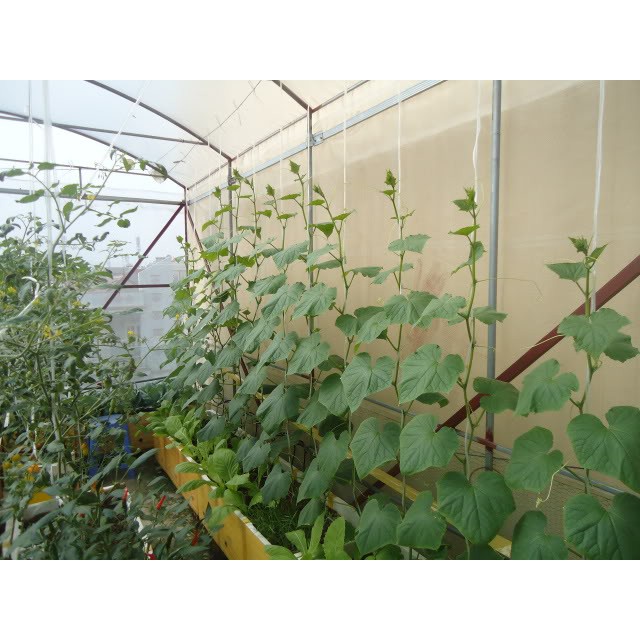 ( HOT ) Hạt giống dưa chuột chịu nhiệt gói 10 hạt (dưa chuột lai)