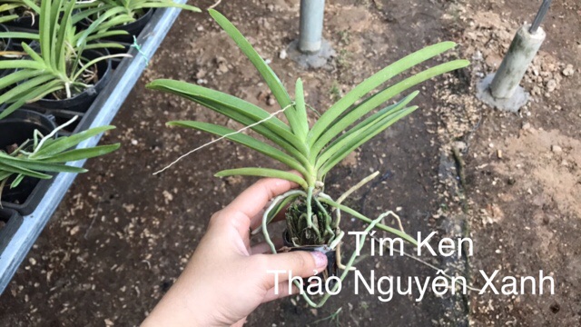 Mokara Tím Keniku - Cây Giống Cao Tầm 35cm