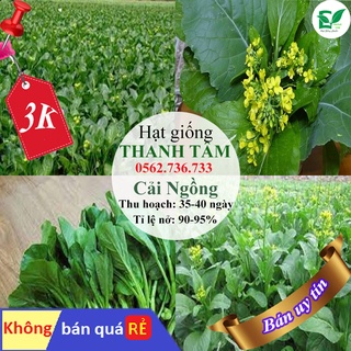 - 400 hạt giống rau Cải ngồng