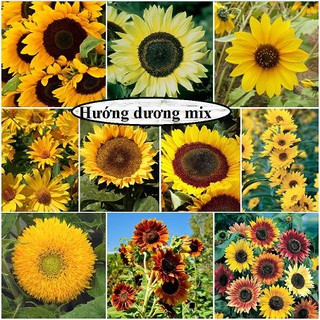 Hạt giống hoa Hướng Dương cao nhiều màu cắt cành dễ trồng Sunflower seeds