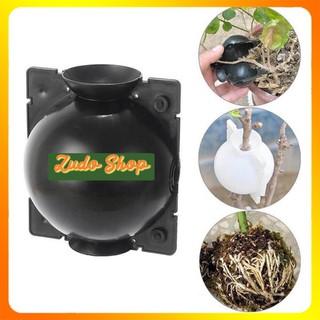 Bầu Chiết Cành AgroViet - Siêu Bền