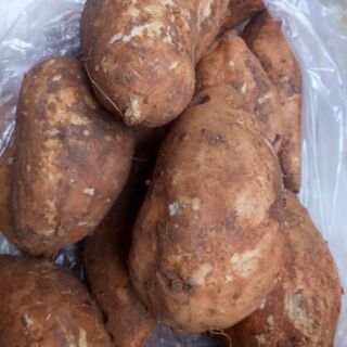 Khoai lang Mật củ tươi 1kg