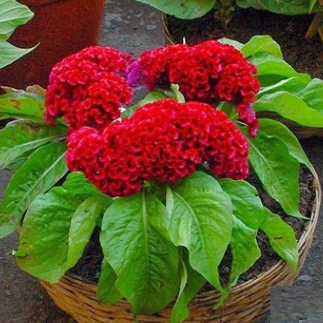 Hạt giống hoa Mào Gà búa mix màu f1-  gói 50 hạt-tặng kèm gói phân bón lót