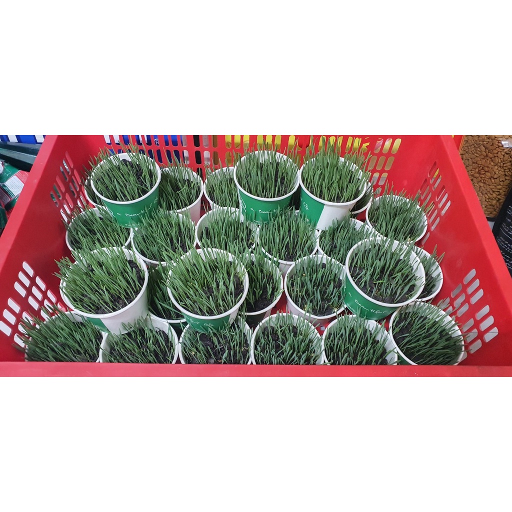 Cỏ Mèo Tươi Trồng Sẵn - Bổ sung chất xơ, vitamin, chống búi lông, hỗ trợ tiêu hóa - Kún Miu Pet Shop