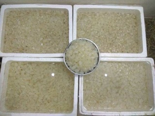 Hạt đác tươi