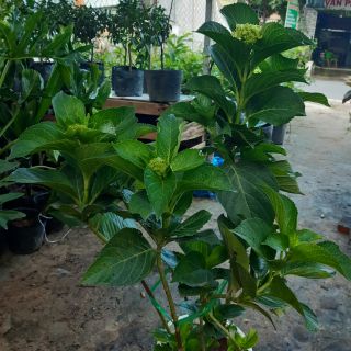 Cẩm tú cầu đang nụ và hoa cao 80cm.size đại