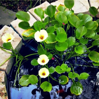 Cây thuỷ sinh- thuỷ quỳnh