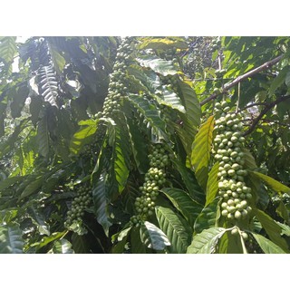 Cà phê hữu cơ - NAFA COFFEE ORGANIC - 500 gram