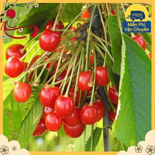 Hạt Giống Anh Đào Cherry