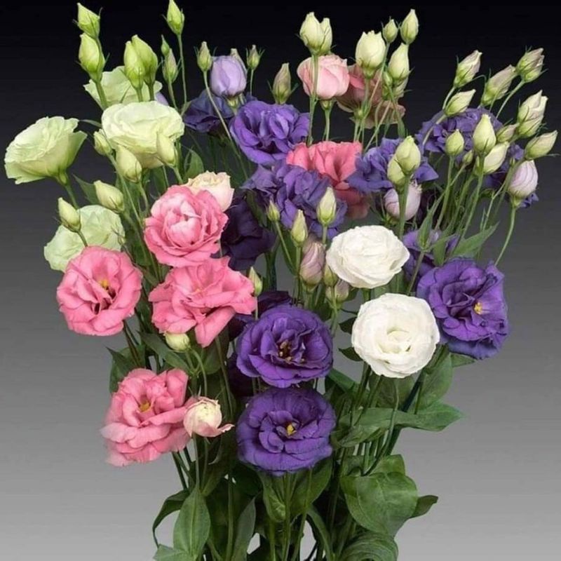 Gói 100 hạt giống hoa cát tường - mix màu