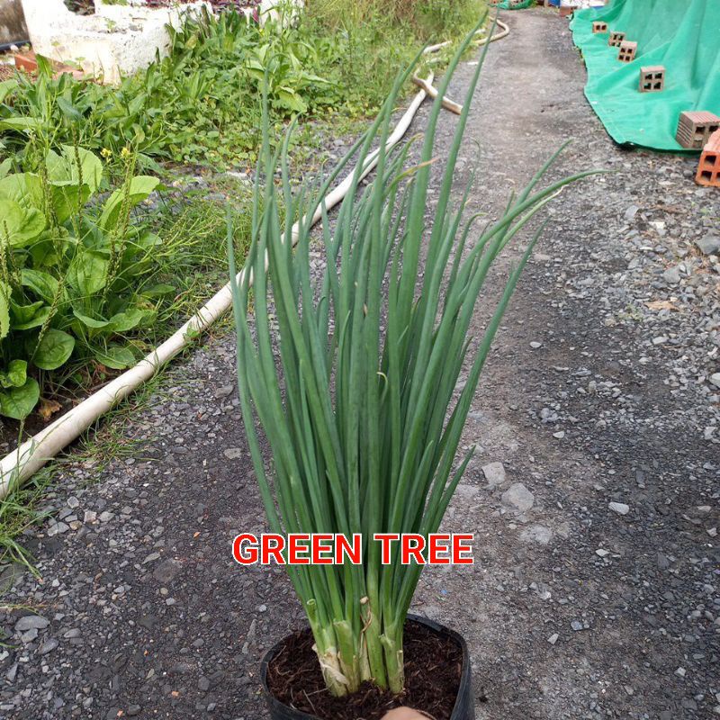 Cây giống hành lá, hẹ, nghệ vàng, cỏ mực