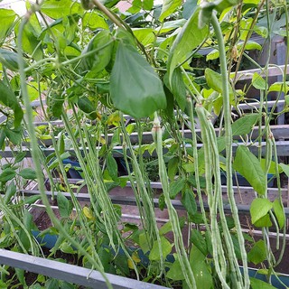 Hạt giống đậu đũa cao sản F1 nhanh ra trái - Tặng gói hạt giống ngẫu nhiên