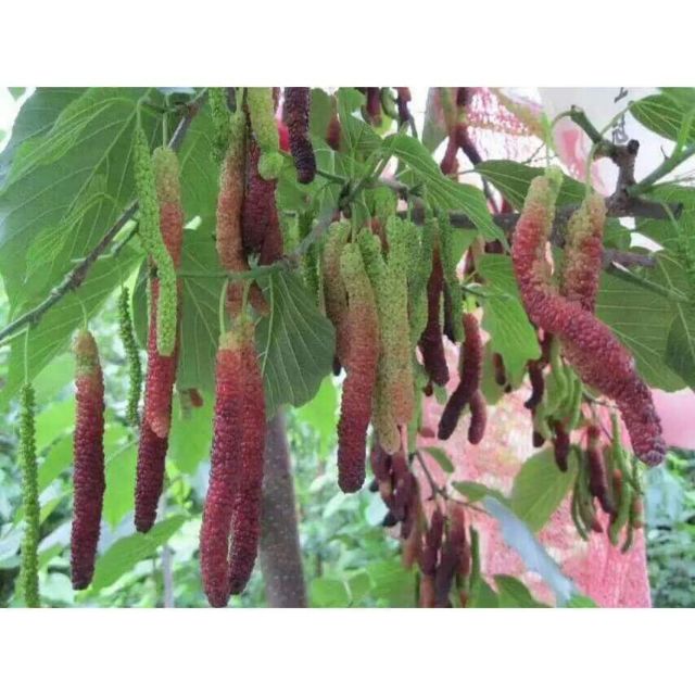 Cây dâu đài loan giống