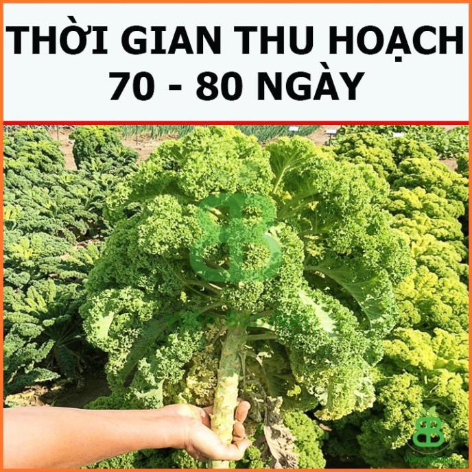 (HOT) Hạt Giống Cải Xoăn Kale 5G Dễ Trồng, Năng Suất Cao