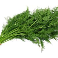 Hạt giống - Lá thì là / Thì là Sowa  Hạt giống thảo mộc - NHẬP KHẨU 100h