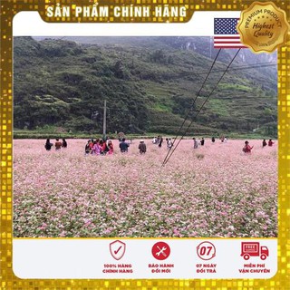Hạt giống tam giác mạch 50 hạt USA