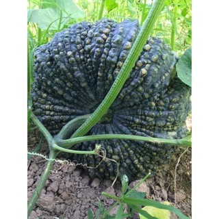 HẠT BÍ ĐỎ DA CÓC F1, BÍ NGÔ, BÍ ĐỎ DA CÓC - GÓI 2 GRAM