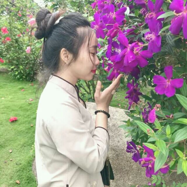 Cây hoa sim tím Thái cây lớn