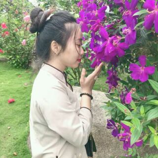 Cây hoa sim tím Thái cây lớn