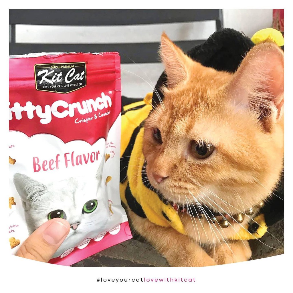 Bánh thưởng cho mèo Kit Cat kitty crunch 60g, thức ăn snack vặt huấn luyện mèo con lớn Con Mèo Xiêm