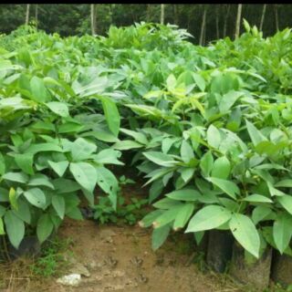 Combo 3 cây muồng hoàng yến