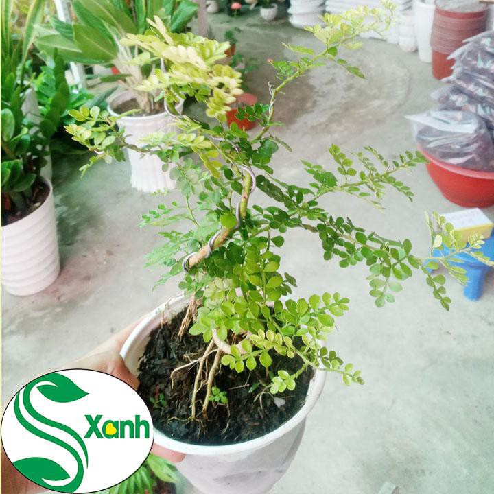 Cây Cần Thăng Bonsai Mini
