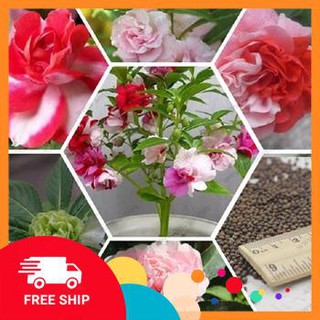 Hạt giống hoa móng tay kép nhiều màu 50 hạt