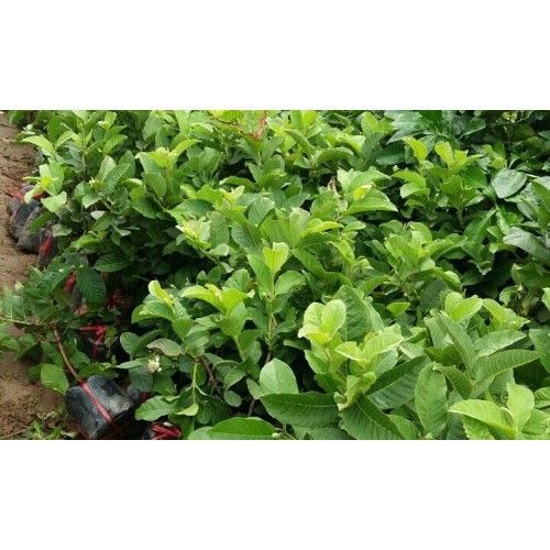 Cây ổi nữ hoàng 29K