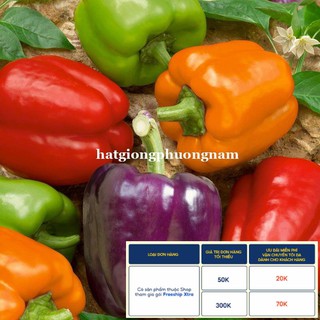 40H - HẠT GIỐNG ỚT CHUÔNG