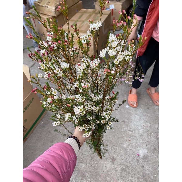 Hoa thanh liễu  chuyên sỉ