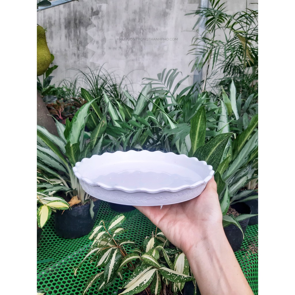 Dĩa lót chậu tròn 15cm (dĩa nhựa,màu trắng)