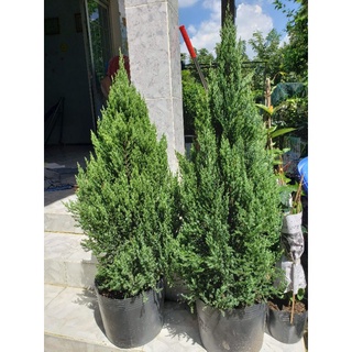 Cây Sơn Tùng (30cm - 1m) trang trí Noel giáng sinh