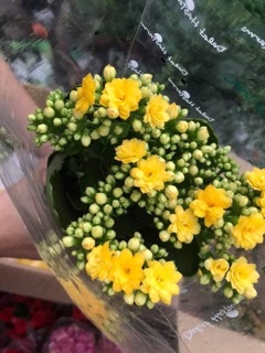 Cây ( sống đời kép)