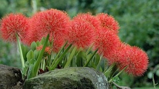 Hồng Tú cầu