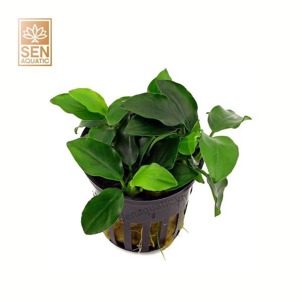 Ráy Nana Tàu - CÂY THỦY SINH