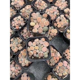 Cây sen đá mông lithops 1 năm tuổi