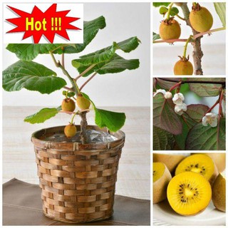 Hạt Giống Kiwi - 30 Hạt