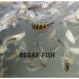 Image of (C.O.D)Asiatica white spot/pakai oksigen + doble plastik+free packing