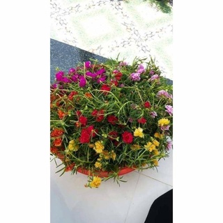 Mười giờ Thái kép mix nhiều màu ( 27màu )
