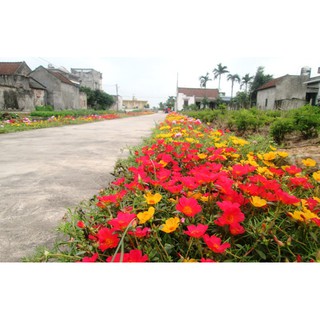 Hạt giống hoa mười giờ đơn Mix